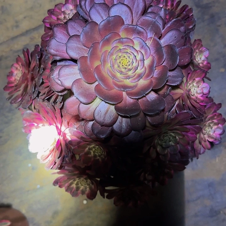 红金刚巨无霸阴阳老桩捧花福利53