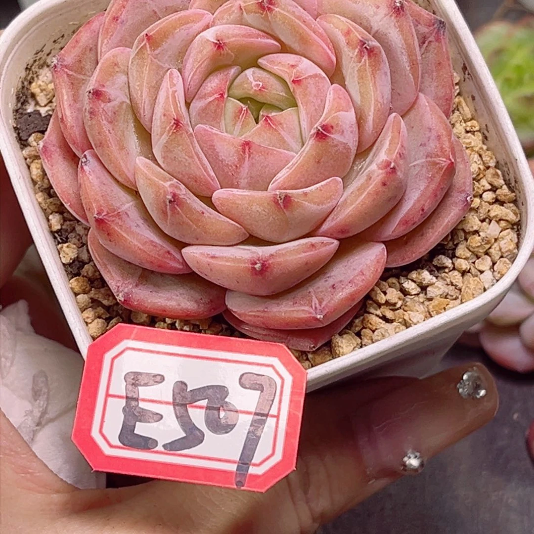 透*子E507 得古兰一物一拍