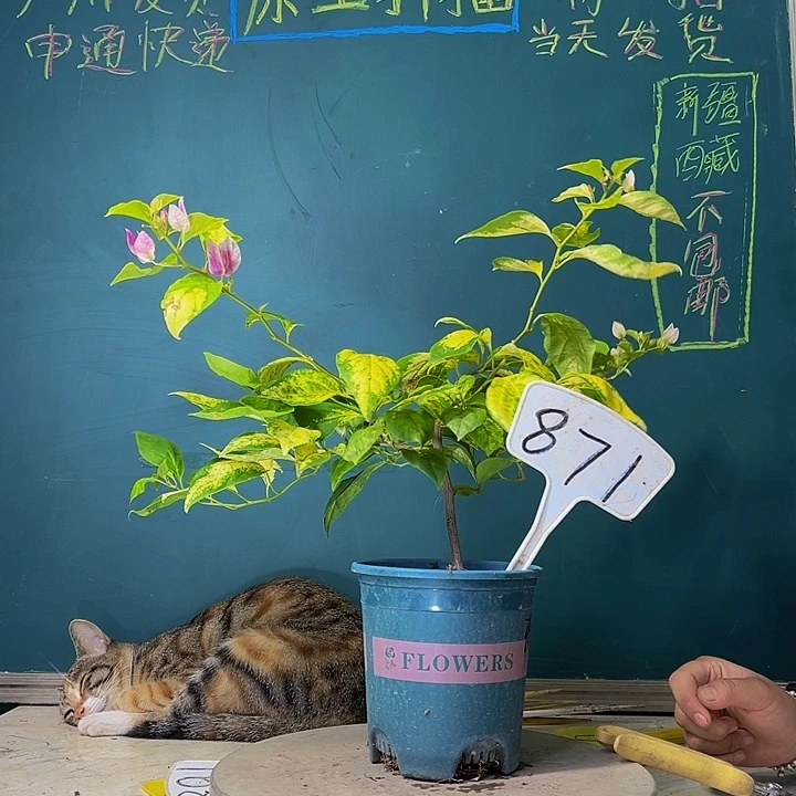 当前无花栽培后可以开花斑红樱 871