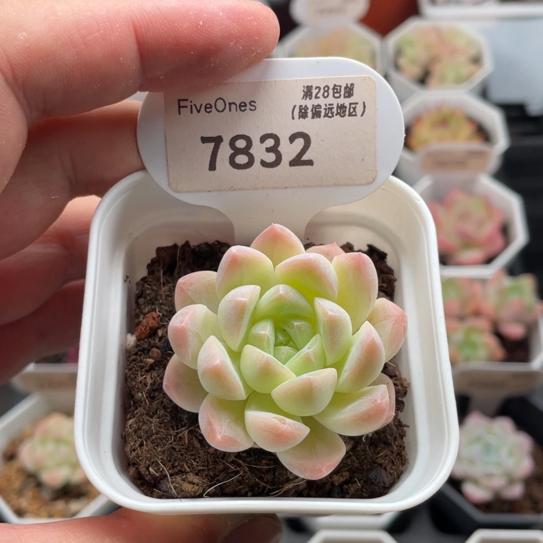 白桃汽水7832-4.5厘米