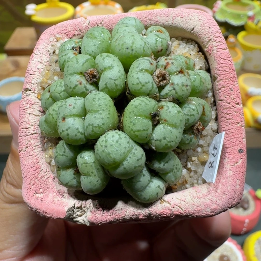 蘑菇1024肉锥群多肉植物