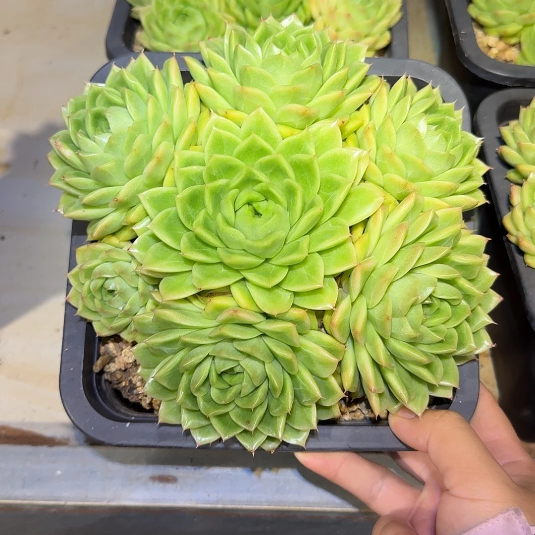 麦秆整无砍老桩群生
