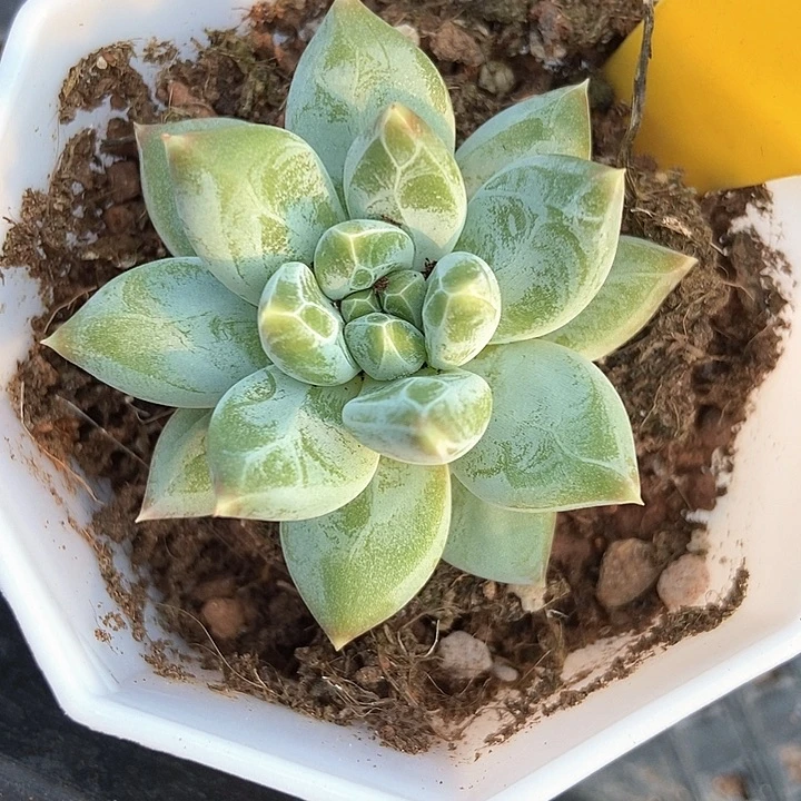 多肉植物伊丽莎白946多肉