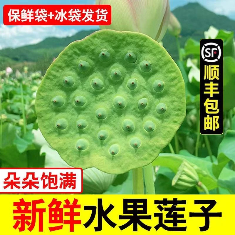 2025年新鲜莲蓬嫩莲子现摘非湖南嫩甜莲米应季孕妇水果整箱可生吃