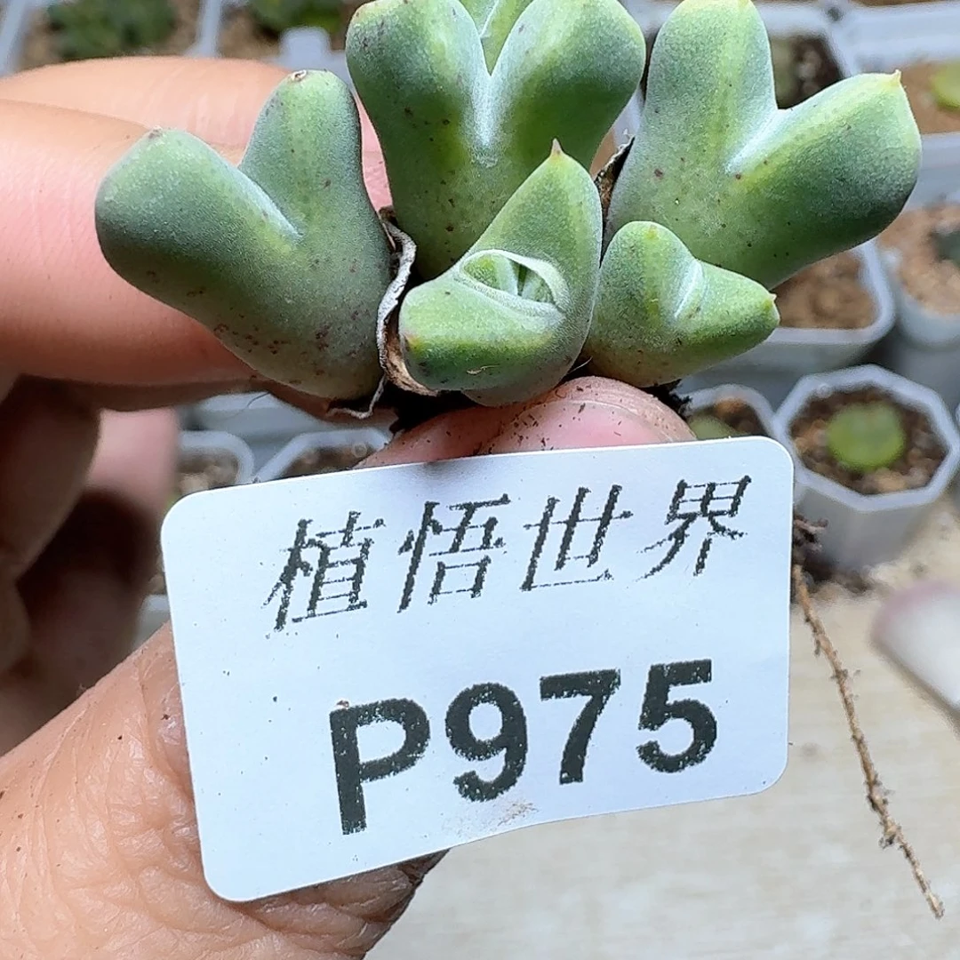 975盒多肉植物精油cv