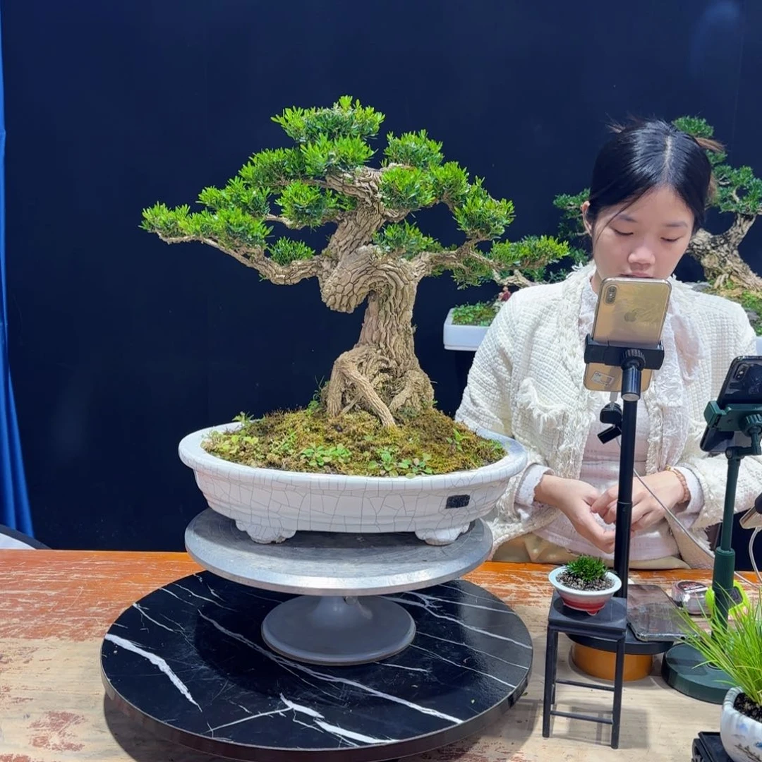 黄杨室内室外好养