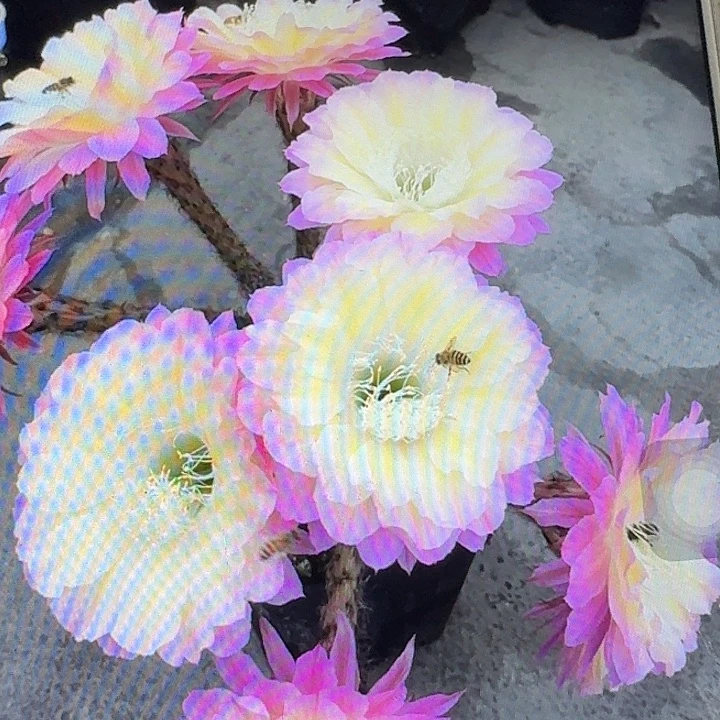 马丙侧芽4公分彩草