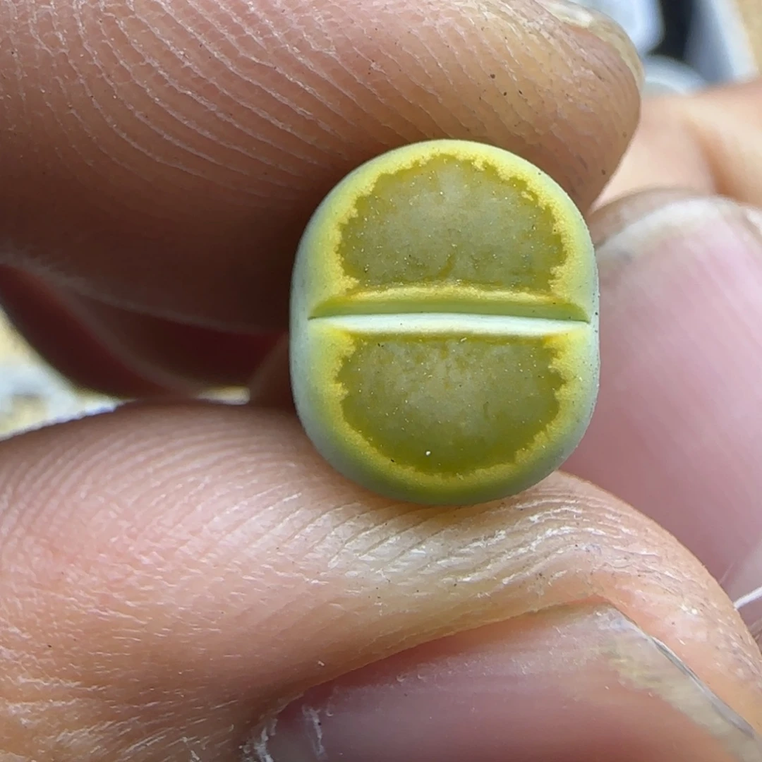 231 生石花大棚直播