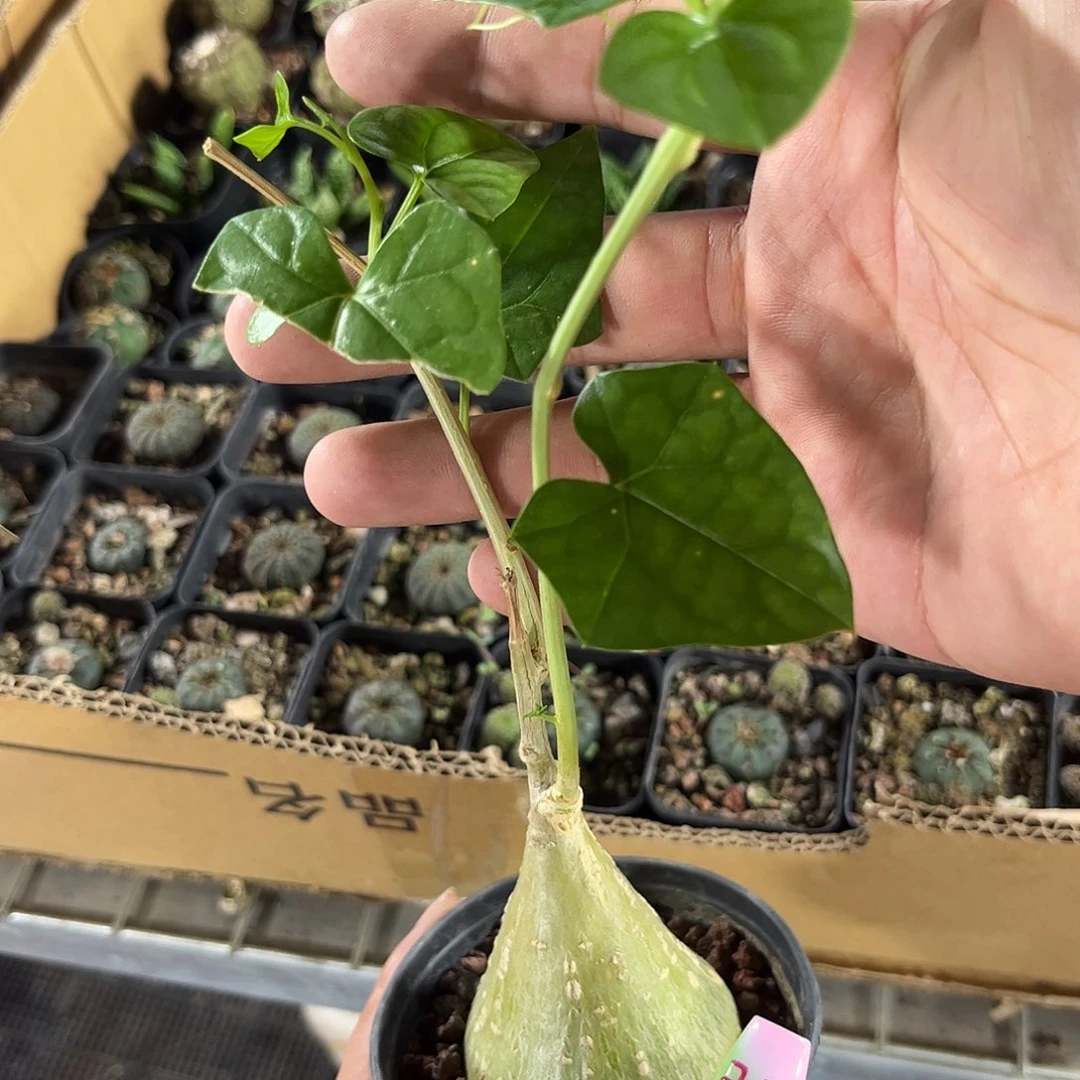 睡布袋单头发货有根