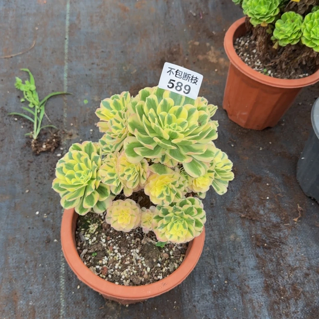 安***玥589多肉法师锦111