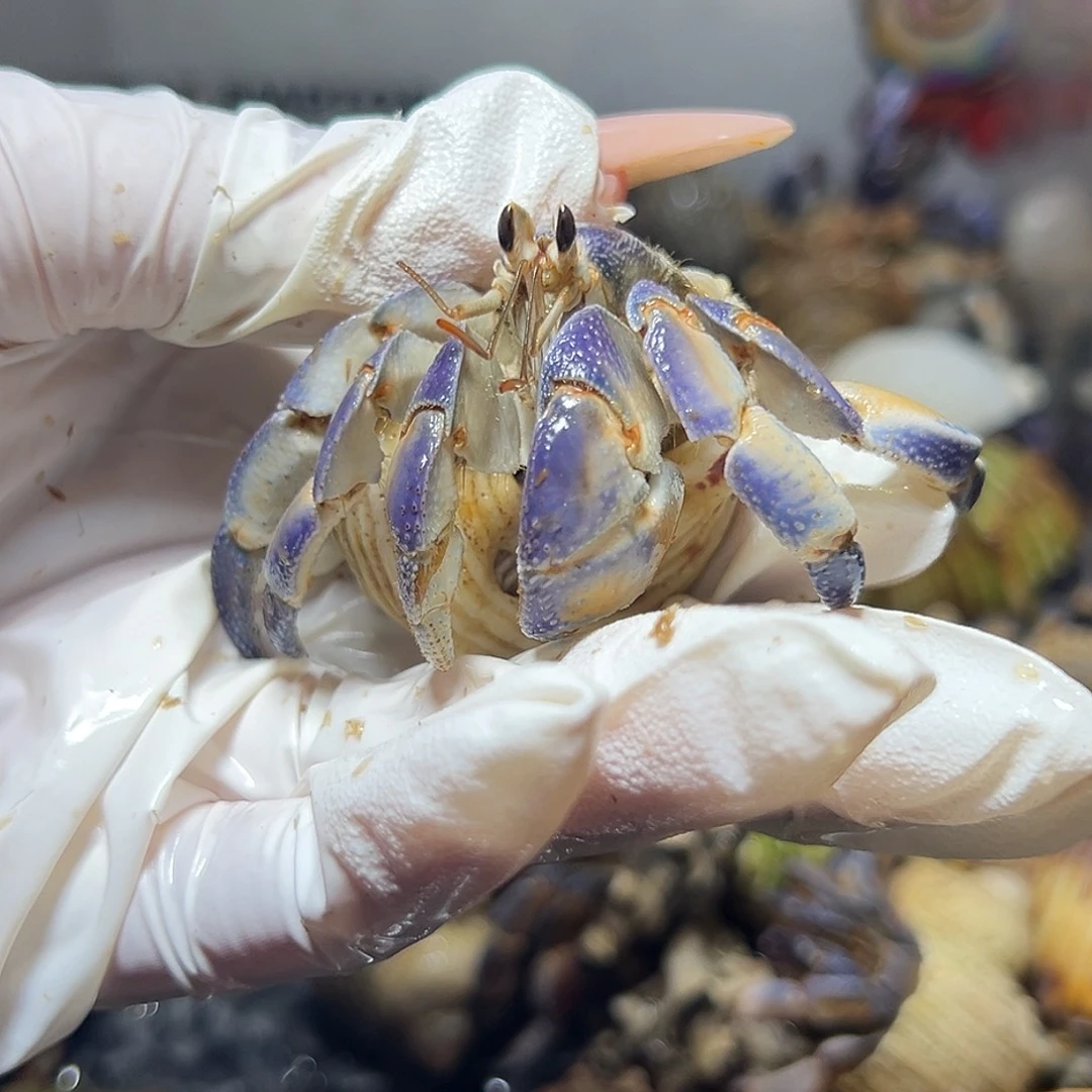 开播福利口径2.5口