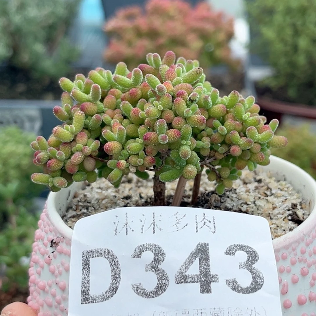 343开播福利蜜橘糖球