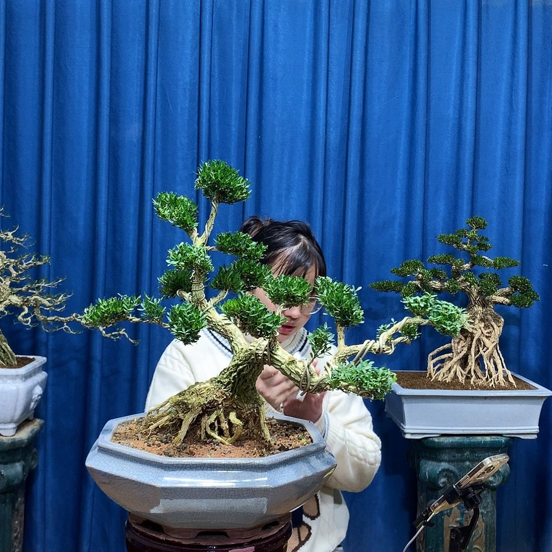 无花朵黄杨盆景一物一拍