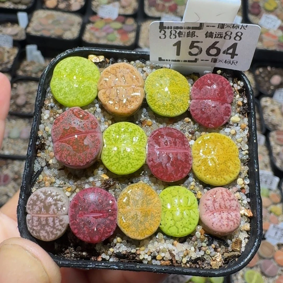 zzzz生石花钱肉锥1564