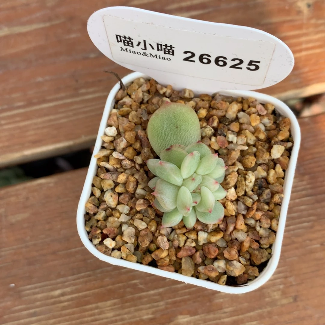@**@多肉植物珍妮珍妮