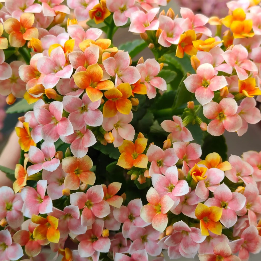 长寿花【阳光橙】110盆花苞发货