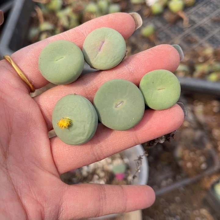 五颗小红嘴88888888888