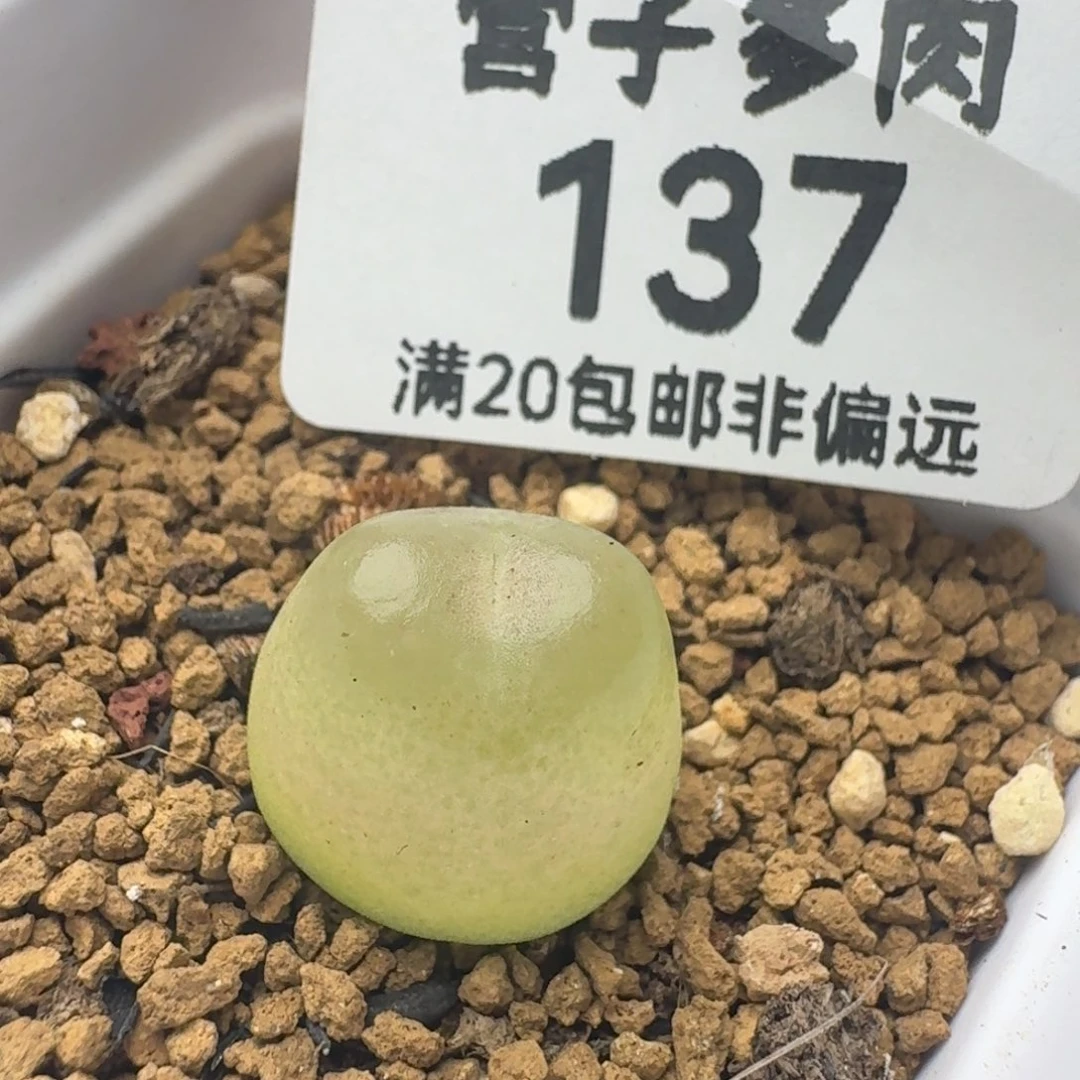 1.4。         带盆土拉登1200