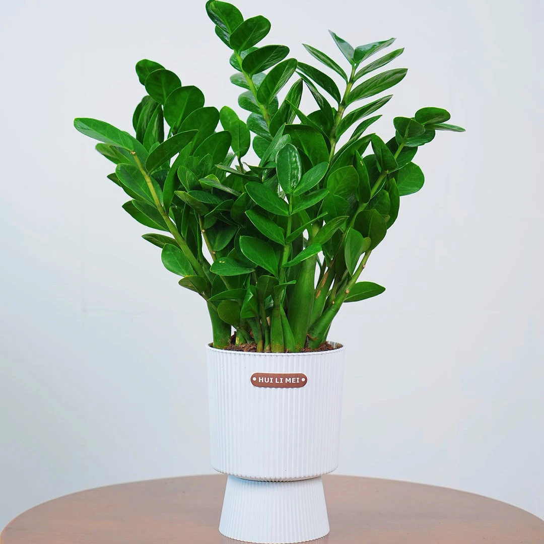 60-70公分金钱树盆栽室内客厅办公室净化空气四季常青绿植