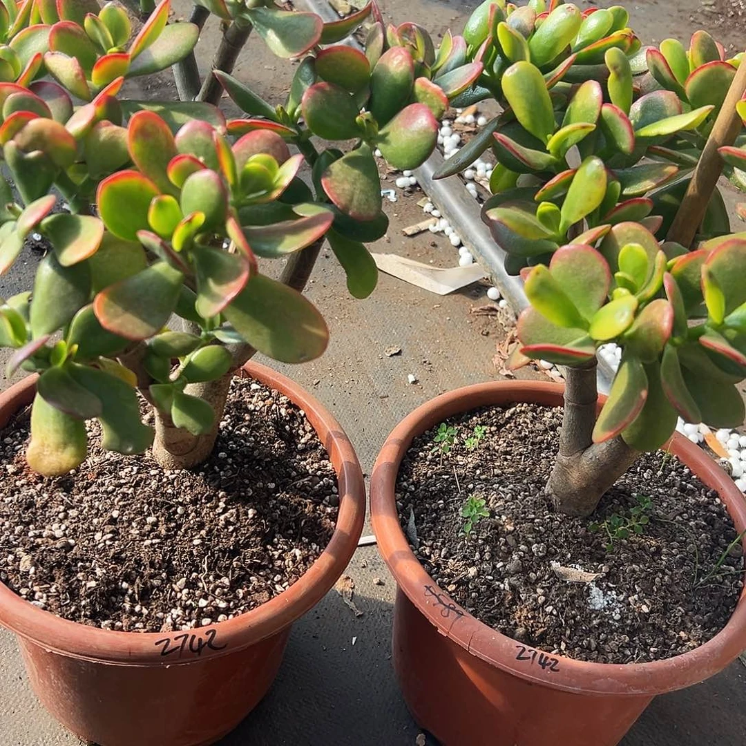 小***灰稀有黄金花月2盆脱土发货2742