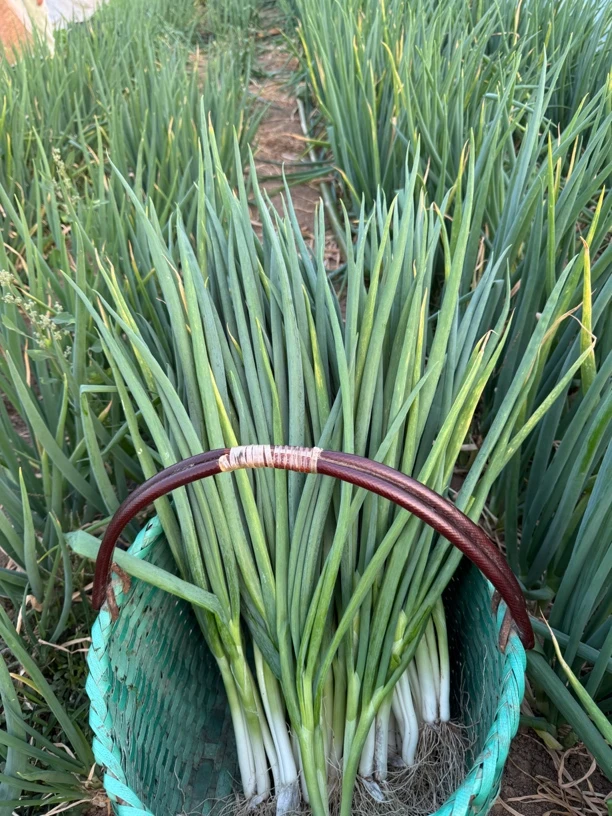 新鲜现挖安徽分葱可口美味适合包饺子包子蘸酱吃也可种植栽种大葱