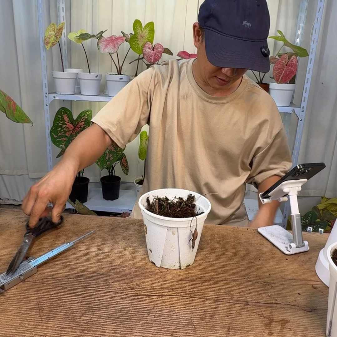 海***糖无花朵水蜜桃   0402
