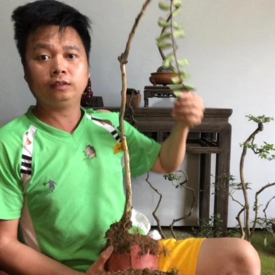无花朵盆景盆栽植物（不包成活率）