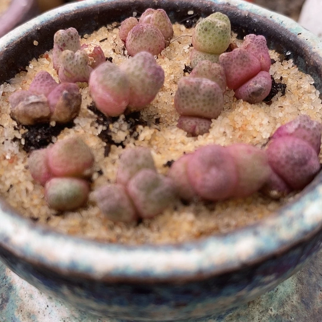 三头斑马955D2颗一组