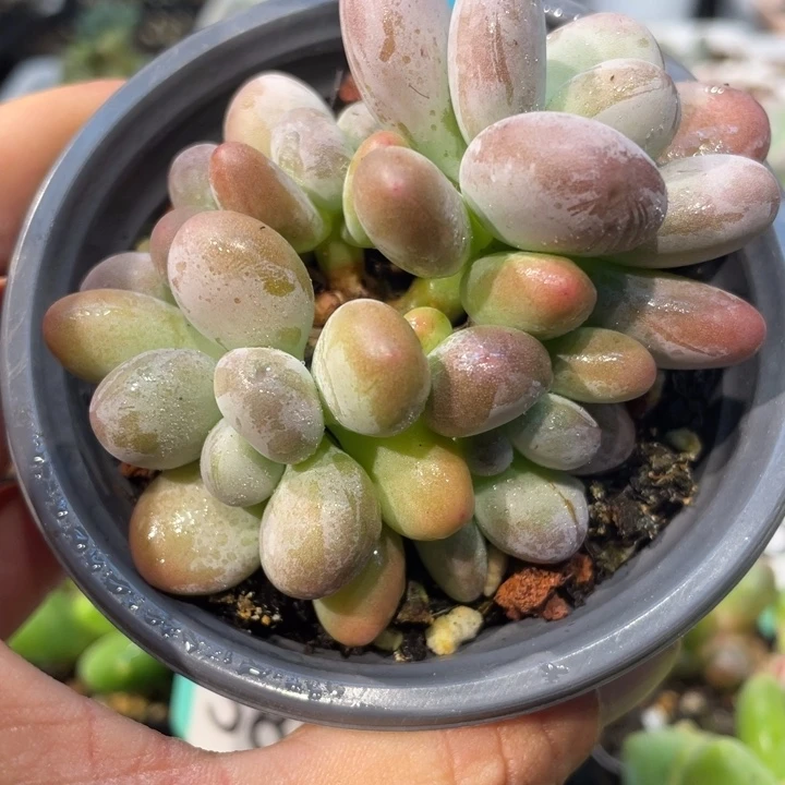 西瓜奶408号的啊啊多肉啊