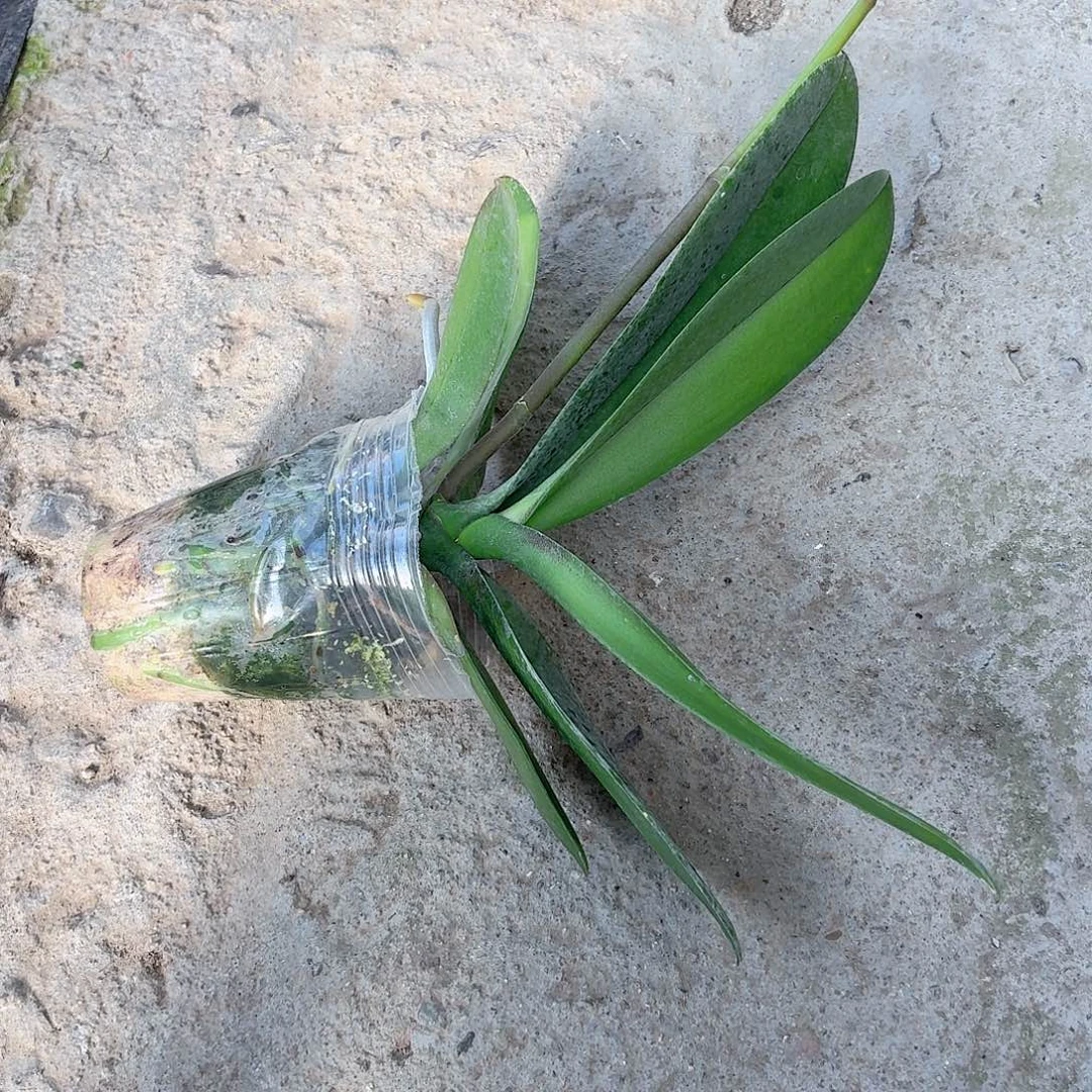 无花朵柠檬一颗带花剑