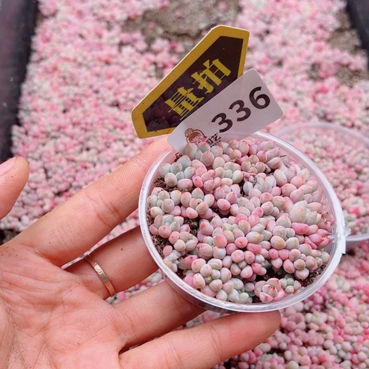 多肉植物多肉植物