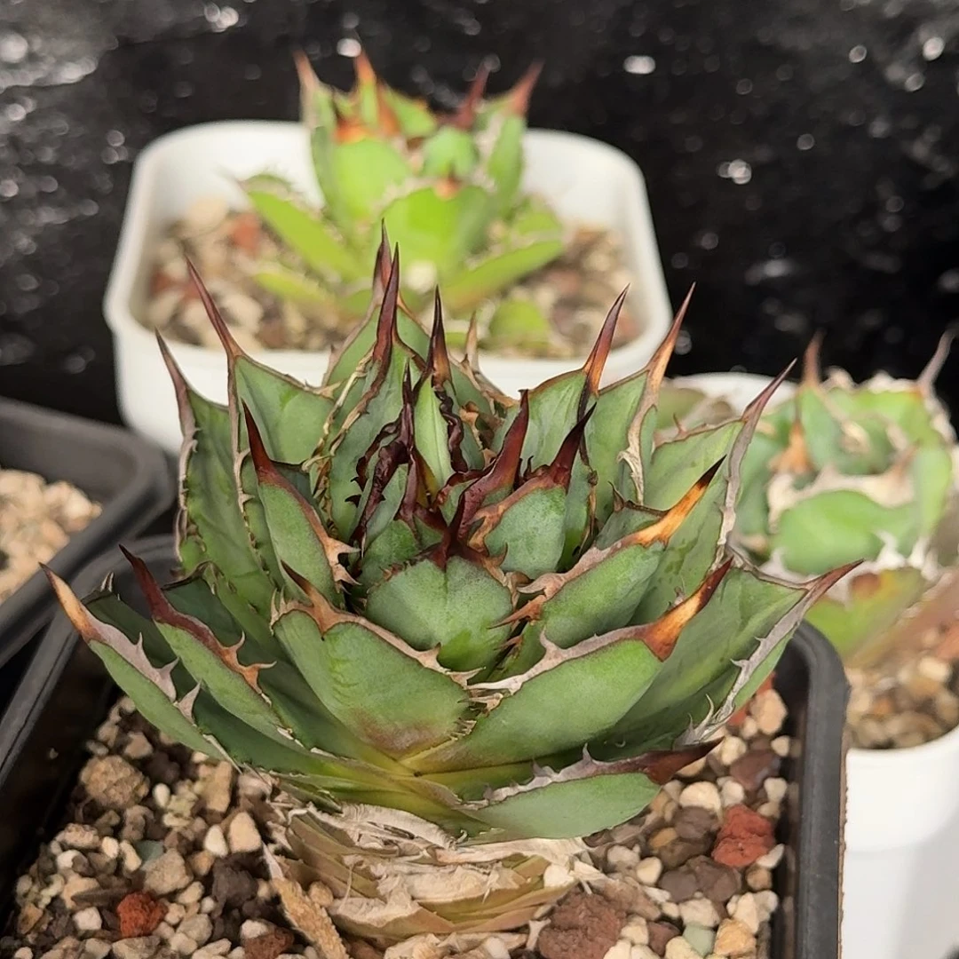 完全开放龙舌兰仁王冠变异