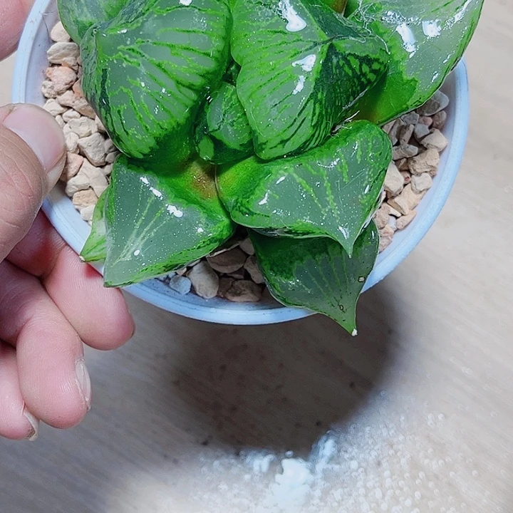 裹般若母本精品十二卷