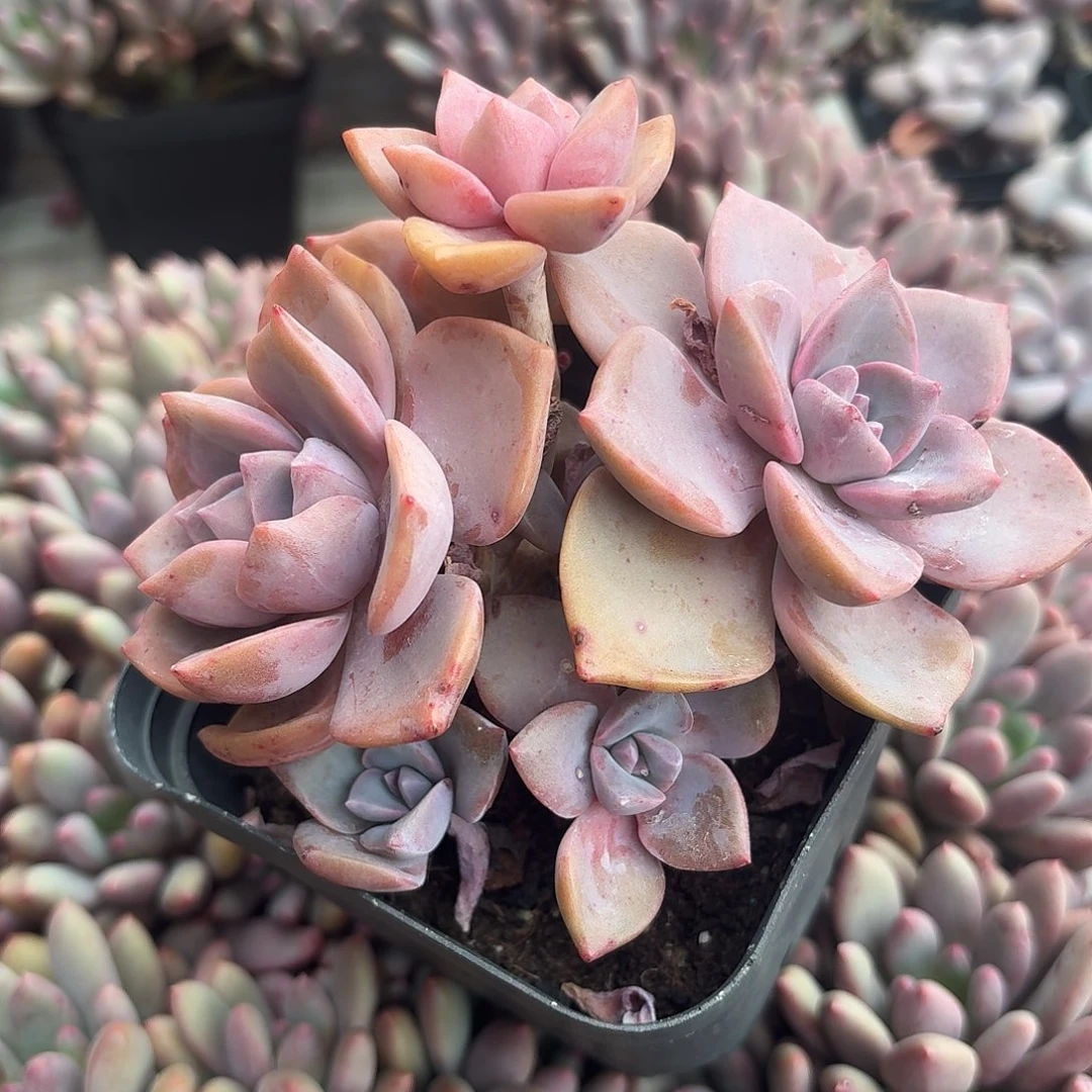 彩虹糖多肉植物19.8