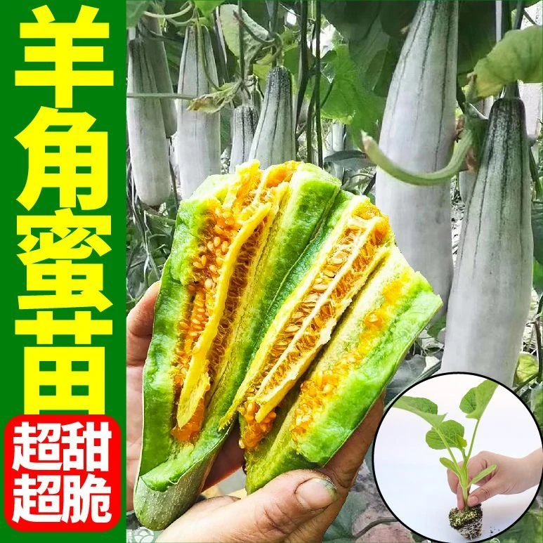 羊角蜜秧苗根系发达连续挂果春秋种新鲜应季高产