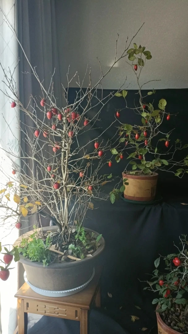 小山鸡血红老鸦杮