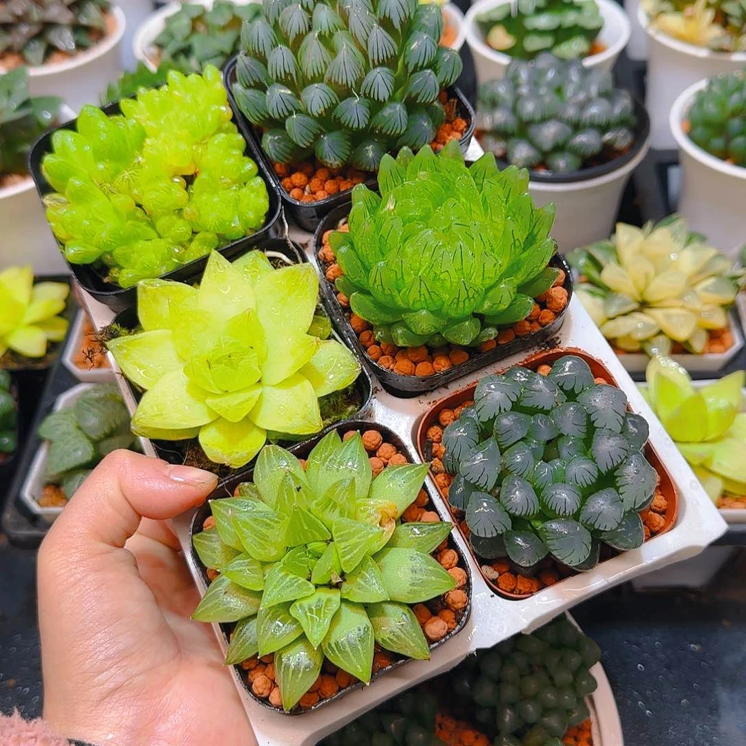 玉露六件套多肉，原盆