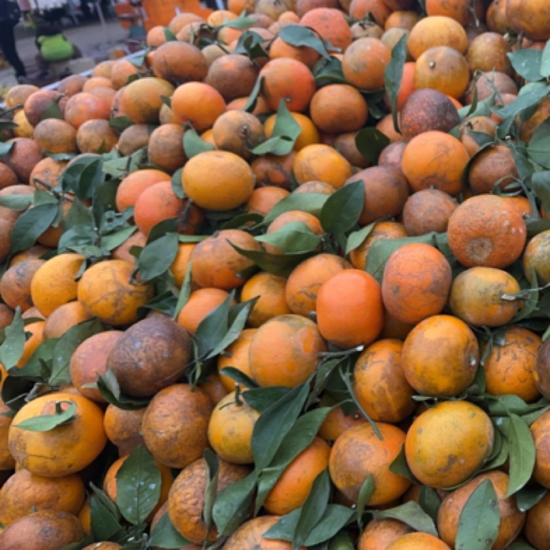 一城一味农家现收-老树沃柑