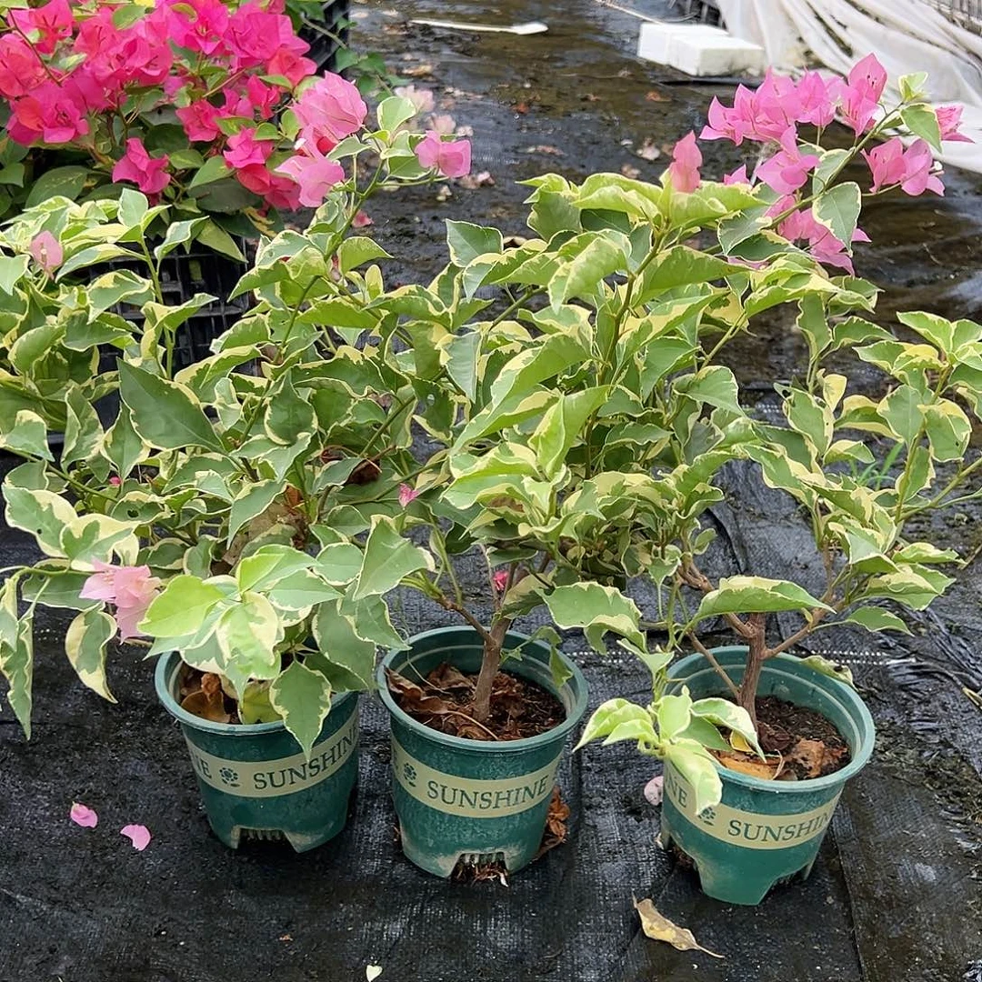 大部分花苞少量开放蜡染粉掌中宝一颗