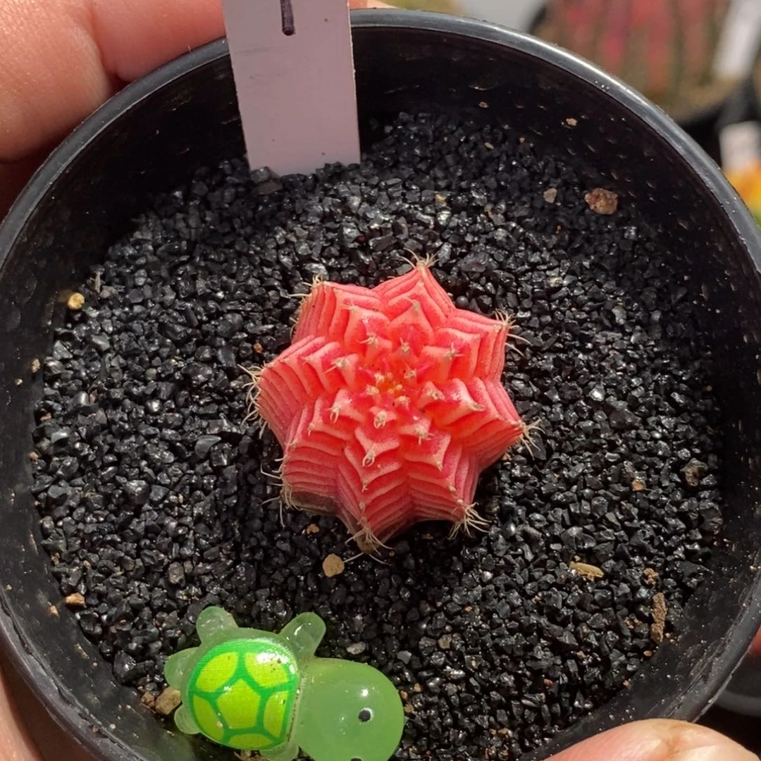 精品米哈—脱土发货3