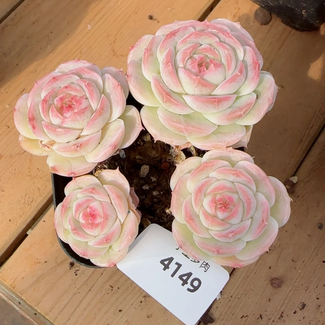 C***️长杆白芷珍妮，4149多肉植物