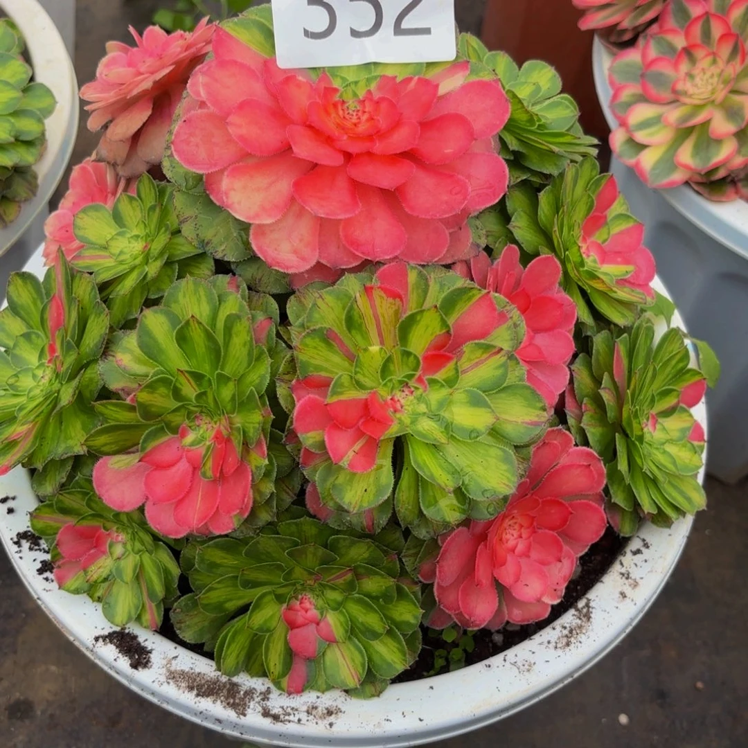 煜***妈352多肉植物知否特价