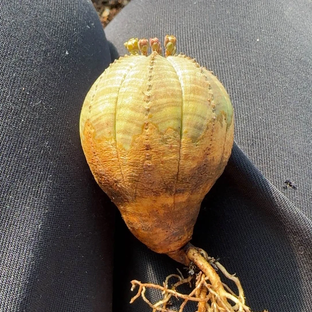 龙***龙布纹球1111111111