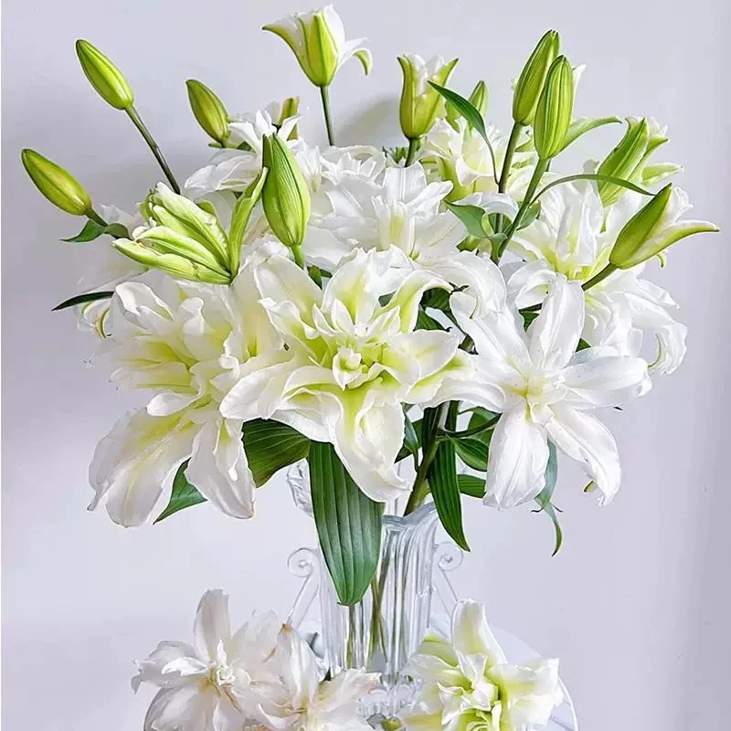 艾莎香水百合种球盆栽进口重瓣庭院好养苗绿植物花卉种籽爱莎