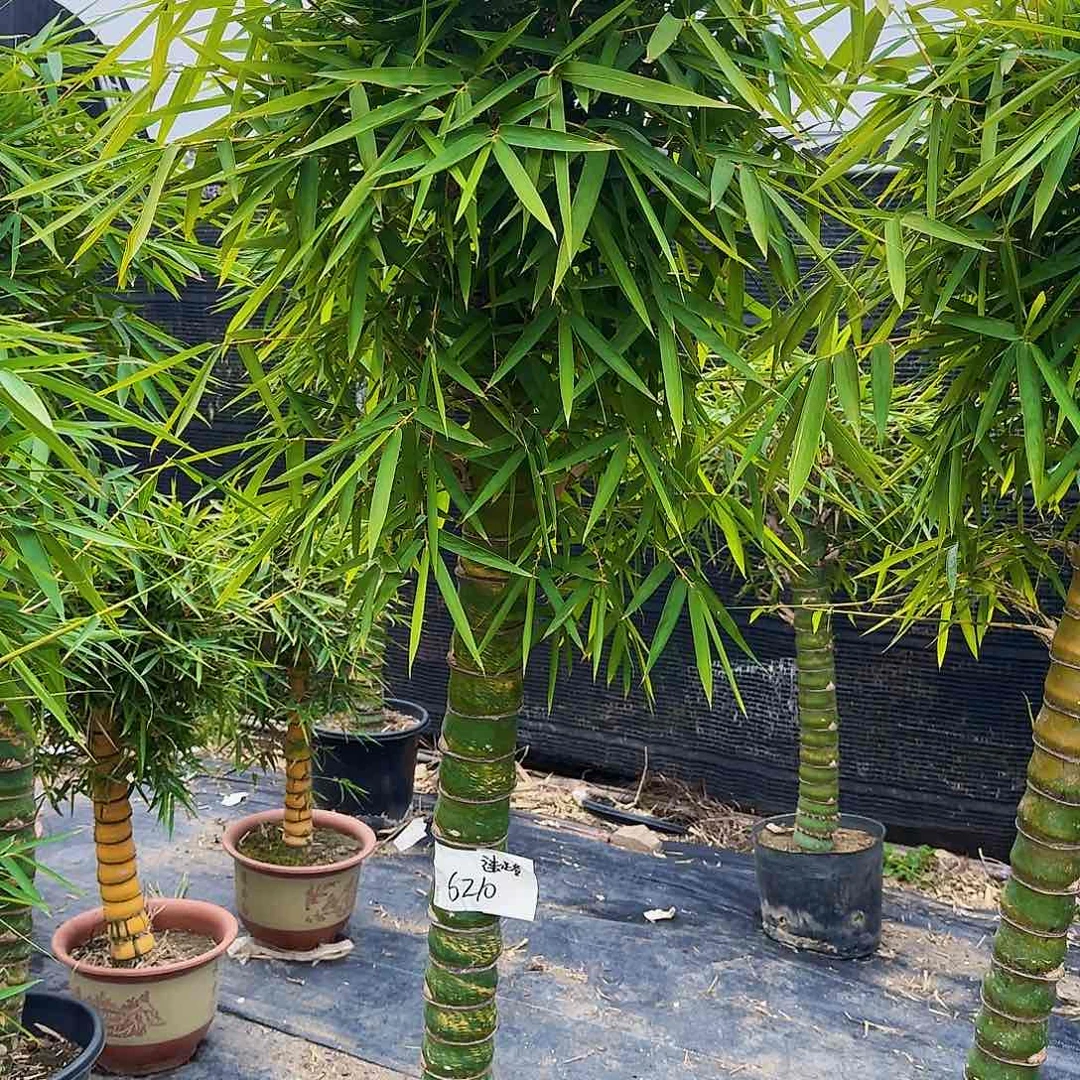 红陶佛肚竹888888