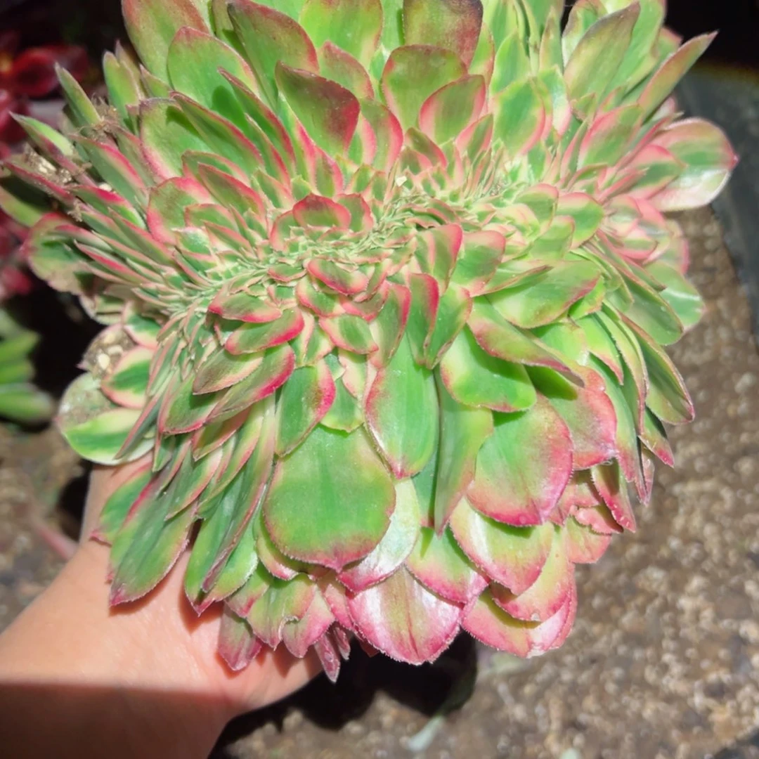 731 号多肉植物法师新年福利