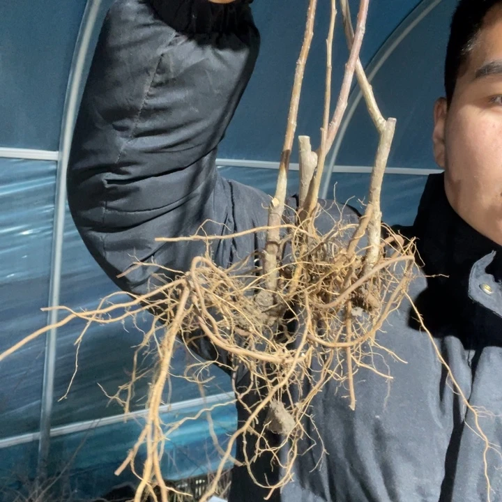复色东洋锦海棠花一颗