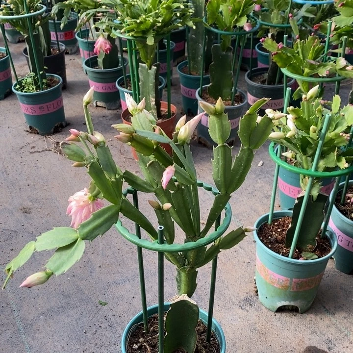 当前无花栽培后可以开花?****425嫁接040