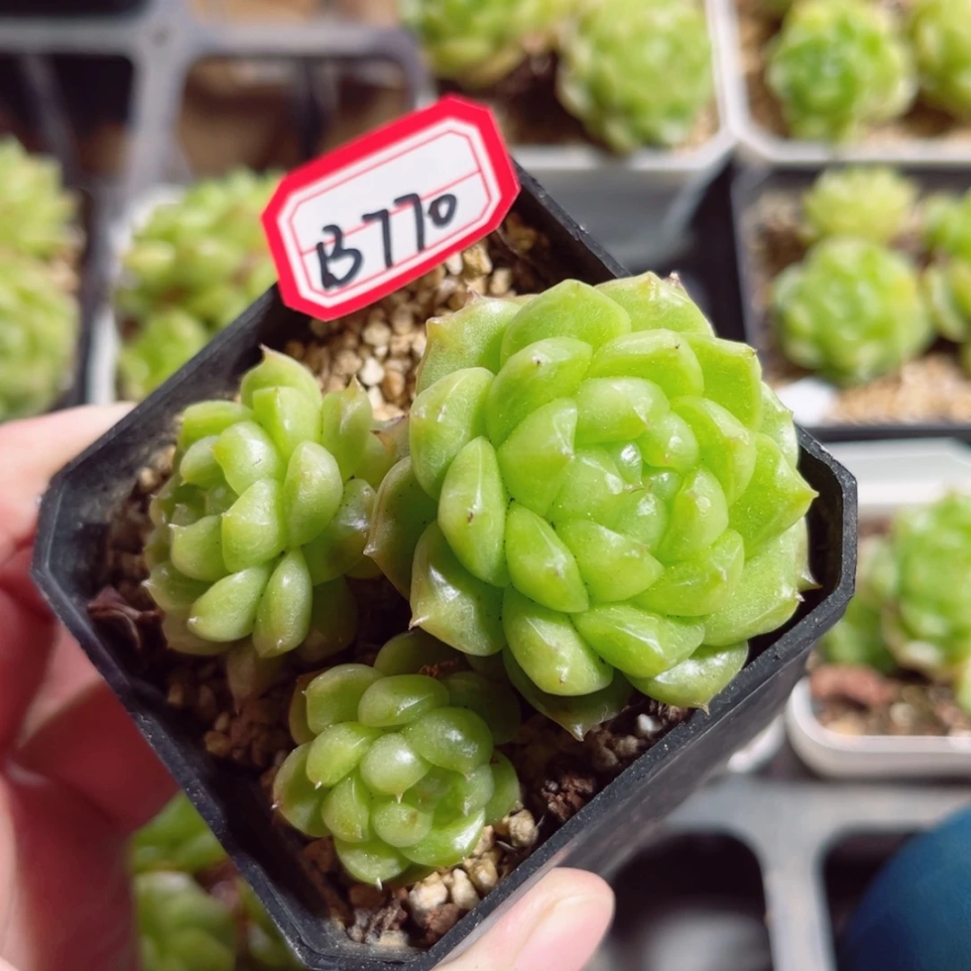 B770 一物一拍 泡泡龙