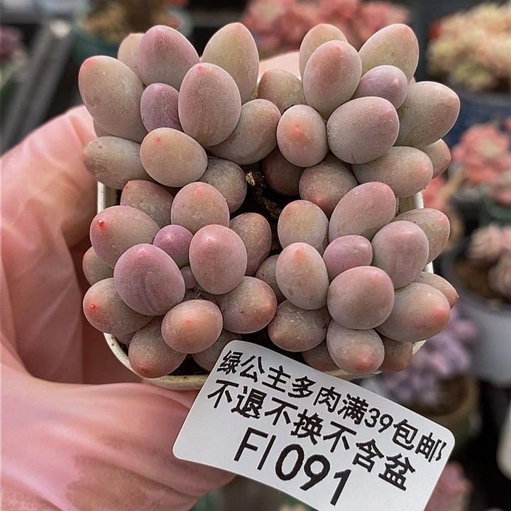粉红泡泡4棵1091多肉植物
